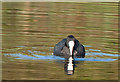 Coot at Park Pond Nature Reserve - Tondu