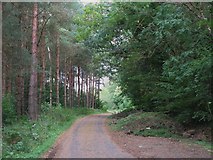 NY8966 : The old A69 in Round Hill Wood by Mike Quinn