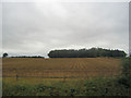 SJ3522 : Crops  near Little Heath farm by John Firth