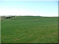 Farmland near Cairnandrew