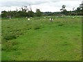 Grazing sheep