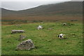 Pasture at the foot of Ben Klibreck