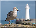 Seagull, Donaghadee