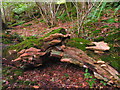 Bracket Fungus in Torglass Wood