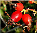 Rosehips, Helen