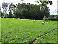 Grazing sheep near Prestwick Farm