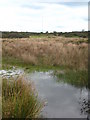 Marshy ground near Higher Gimble