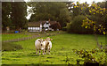 Charolais cows