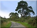 Minor road near Hill of Fearn