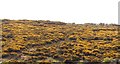 SY8780 : Gorse on Whiteway Hill by N Chadwick