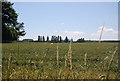 Wheat west of New Town, West Malling