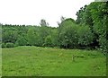 Public footpath across field in Eymore Wood