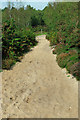 Sandy bridleway, Ambersham Common