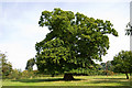 A spreading Chestnut Tree