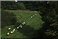 ST7803 : Line of sheep on Green Hill by Mike Searle