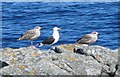 HU4624 : Black-backed Gulls by Colin Smith