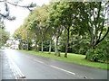 Tree-lined eastern side of Avondale Road