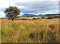 NR9032 : Solitary Machrie Moor Rowan Tree by Andy Beecroft