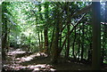 Bridleway to Nutcombe Lane