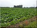 Sugar beet field with late poppies