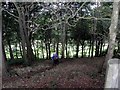 Footpath through the woodland