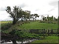 An old hedgerow, Westertown