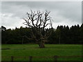 Dead tree in Burwarton Park