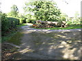 Fallen tree at Anstead Brook