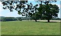 Farmland next to Mucklin Wood