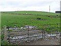 Field entrance and farmland, Kinnermit