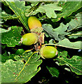 Acorns, Antrim