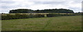 Distant view of the woods at Saundby Park