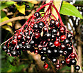 Elderberries, Antrim