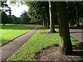 Tree lined path and road in Western Park