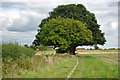 Trees by the footpath