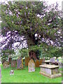 Yew tree, St David