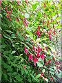 Wild fuchsia, Llansteffan