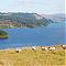 Five sheep and Loch Awe