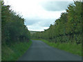 High hedges near Emmett