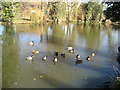 Ducks at Wanshurst Green Farm