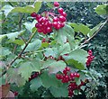 Guelder Rose berries (Viburnum opulus)