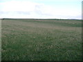 Farmland near Southend