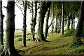 J4772 : Path and trees, Killynether Wood by Albert Bridge