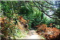 Footpath along Hindhead Rd