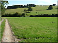 Horses graze in a paddock beside the Shropshire Way