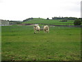 Charolais cattle at Oakham Farm