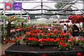 Plants in the greenhouse