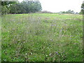 Small hillside meadow with a prolific crop of Scabious