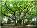 Oaks near Heyshott (1)