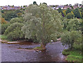 Tree, River Tweed